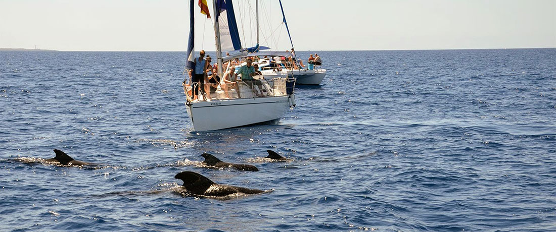 Whales & Dolphins Tenerife
